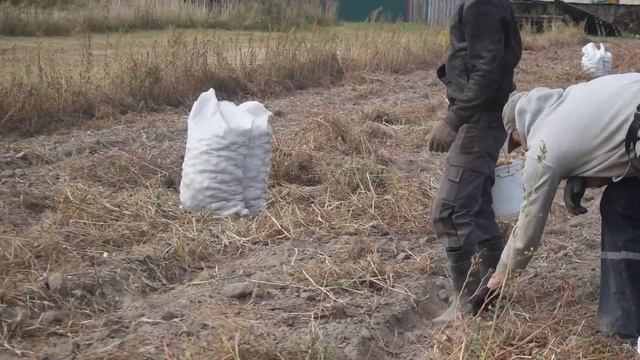 Копаем картошку Гала. Наш урожай. Деревенская жизнь! смотреть онлайн