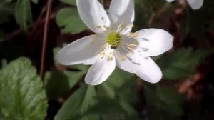 Bosanemoon  Anemone nemorosa 2 april 2011.wmv