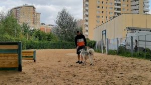 ЧТО УМЕЕТ ХАСКИ?
КОМАНДЫ. (почему они важны)
