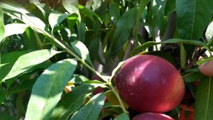 Флеминг Фьюри (PF 11 Flamin' Fury) нектарин.