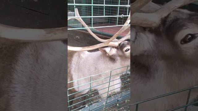 Лось рогатый!!9 октября 2023 г. смотреть онлайн