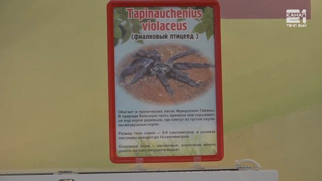 Во Дворце Культуры открылась выставка пауков смотреть онлайн
