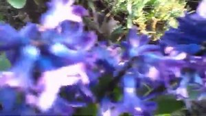 цветы геацынты