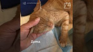 Бездомный котенок просил людей о помощи