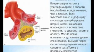 4. Почки. Гентамицин