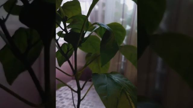 Конец эксперимента. Набор семян овощей "Новогодний урожай". #рассада #помидоры #огурцы #перец смотреть онлайн