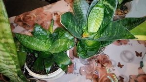 САНСИВЬЕРИЯ.Обзор моей коллекции.Мои комнатные цветы.