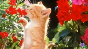 Сатана 4 «КОШАЧИЙ  РАЙ» - или как Сатана маленького котёнка к порядку приучал