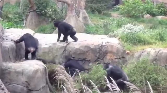 Крокодил против Льва! Битвы Животных, от Которых Мурашки по Коже смотреть онлайн