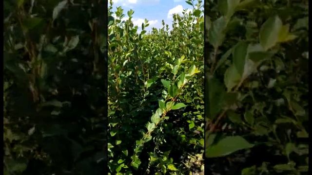 Кизильник блестящий из собственного питомника