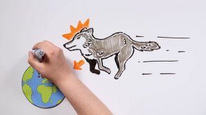 CURIOUS FACTS ABOUT WOLVES | Draw My Life