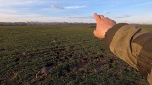 "Страдания о гусе весеннем" Охота на гуся в Саратовской области