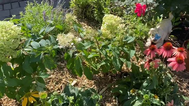 Planting: Panicle Hydrangeas - Little lime Hydrangea, Bobo Hydrangea and Echinacea Cone flower mix смотреть онлайн