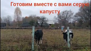 Готовим серую капусту вместе. Как готовить серую капусту оригинальный рецепт.