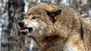 ПЕСНЯ О ВОЛКЕ