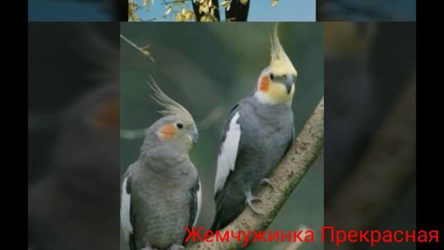 Кореллы, или нимфы.