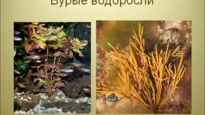 Многообразие водорослей.AVI