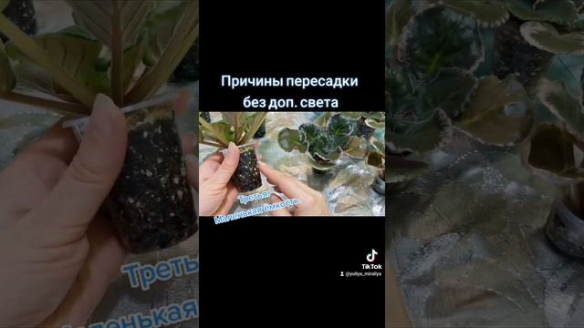 Пересадка фиалок зимой. Третья причина. #фиалка #violet  #пересадказимой #полезныесоветы