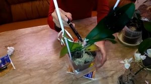 Обработка шеи орхидеи препаратом Максим