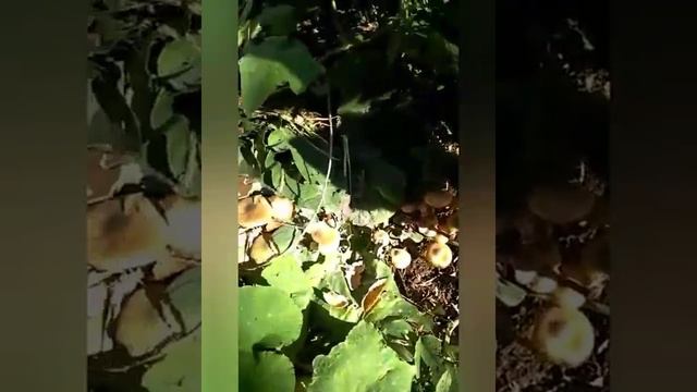 Вот это даааа!-опята в огороде. смотреть онлайн