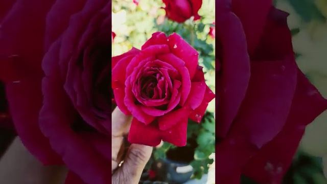 Chrysler imperial rose (strong fragrance)