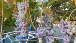 Виноград для белого вина.