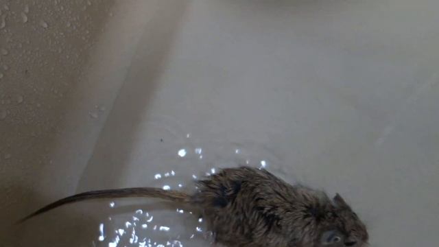 ВЛОГ Купаем Мышку Кисю в раковине. Щенок Бирка помогает Никки мыть мышку. Видео для детей Vlog смотреть онлайн