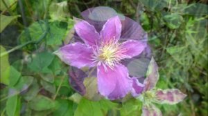 Clematis 2013