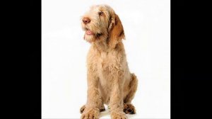 Итальянская жесткошерстная легавая (спиноне)