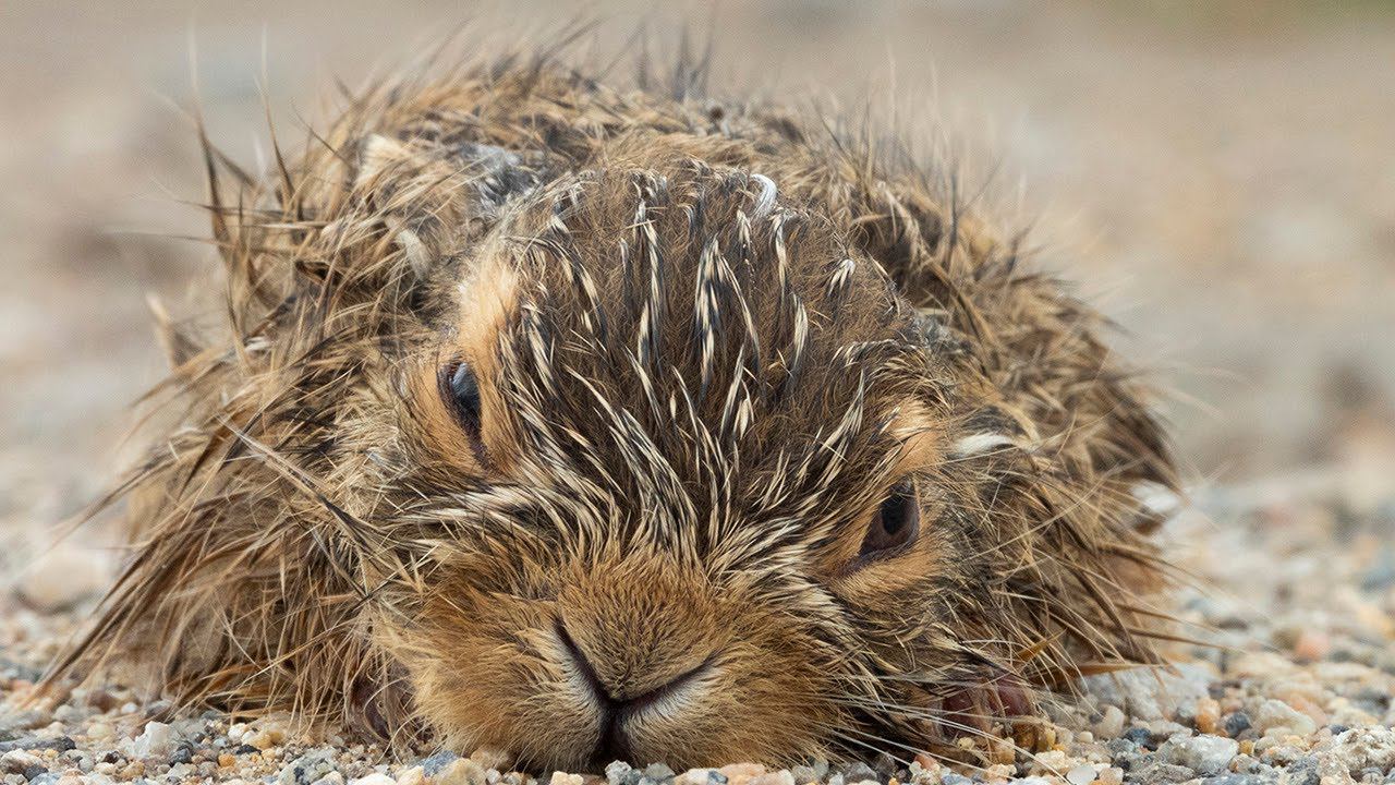 Нужно ли "СПАСАТЬ" этого зайчонка? / Should this baby hare be rescued? смотреть онлайн