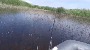 Рыбалка на змееголова. Часть 11 Snakehead 11 #рыбалка#змееголов#fishing#snakehead