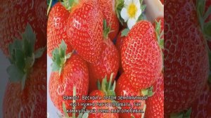 Земляника Эльсанта — описание сорта