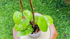 Hoya Highlights | Hoya glabra 'Schlechter'