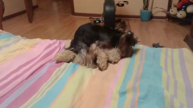 Собака напала на медведя смотреть онлайн