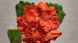 Лучшие сортовые пеларгонии.Зональная махровая пестролистная пеларгония Jip's Pip.Яркие цветы,листь