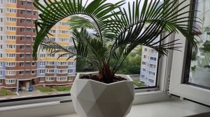 Цикас — романтика тропиков в квартире. Уход