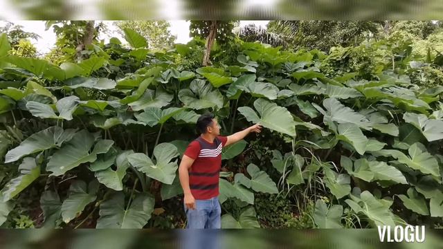 GIANT ELEPHANT EAR PLANT