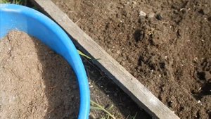 Высадка капусты на улицу под банки. Удобрение и уход. Один день лета..