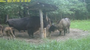 Зубры и зубрята в калужском заповеднике