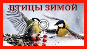 Птицы зимой. Шустрые синички. Степенные вороны.mp4