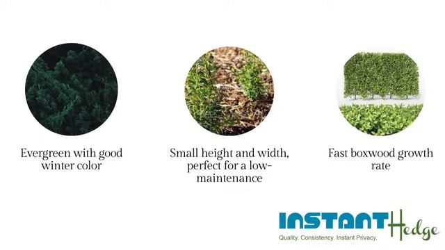Buxus Sempervirens | Schmidt Boxwood: InstantHedge смотреть онлайн