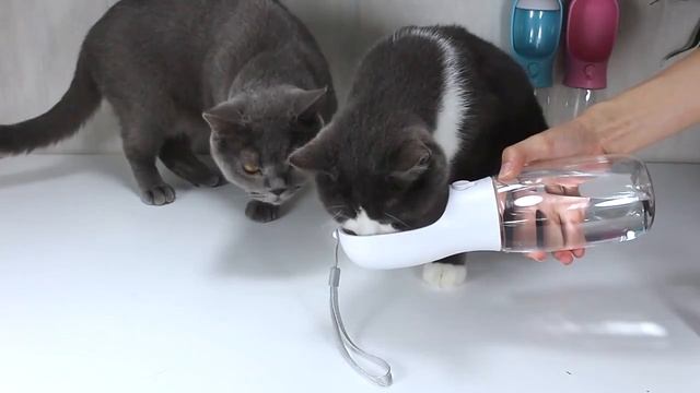 Дорожная поилка для животных смотреть онлайн