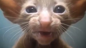 Говорящая кошка ориентал!!!