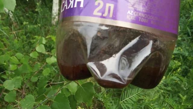 Шершни , одни из врагов пчёл . смотреть онлайн