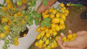 Обзор Сортов Черри Томатов от Агрофирмы Аэлита