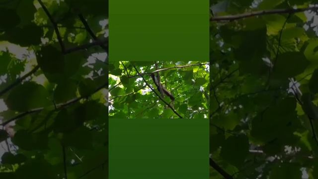 белка 🐿️