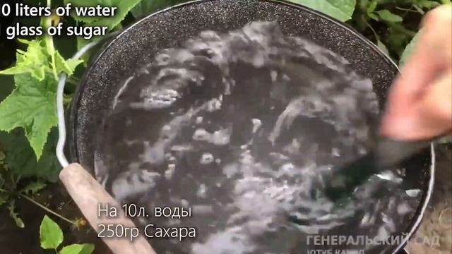 Срочно дайте сахар Огурцам в Августе и они будут обильно плодоносить до заморозков!