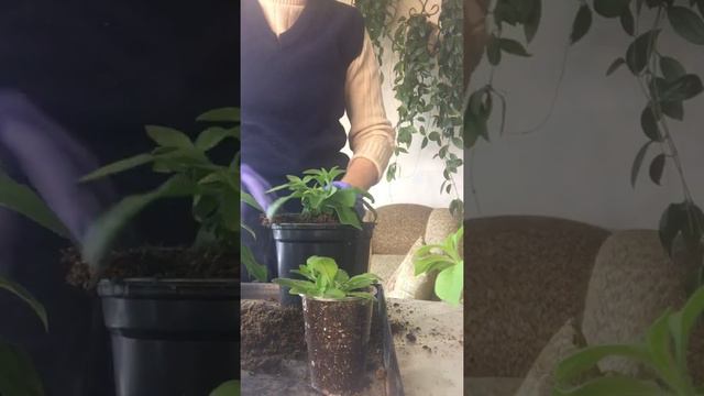Постепенно делаем перевалку ампельной петунии .