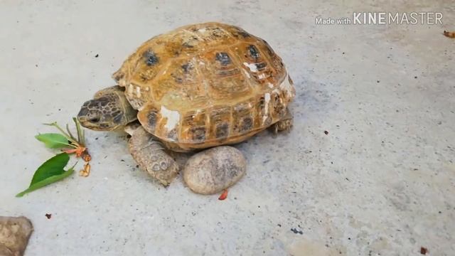 #черепаха #домашнееживотное Черепашка Ниндзя/MY TURTLE NINDZYA
