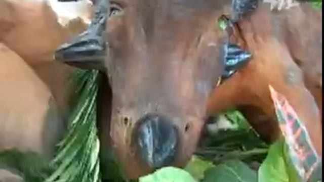 Парк развлечений Дино смотреть онлайн